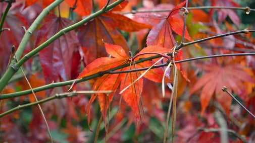 The red leaves of a Japanese maple (Acer palmatum) in the garden at Saltram